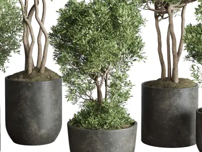 Indoor plant set 354 plant tree vase dirty concrete Low-poly 3D model