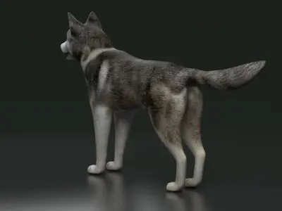 husky dog terrier Pet Dog arctic Labrador 3D model