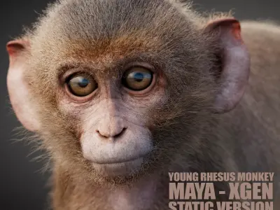 Young Rhesus Monkey - Static Version - Xgen-core 3D model