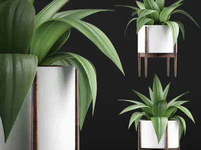 Plants Collection 63 3D model