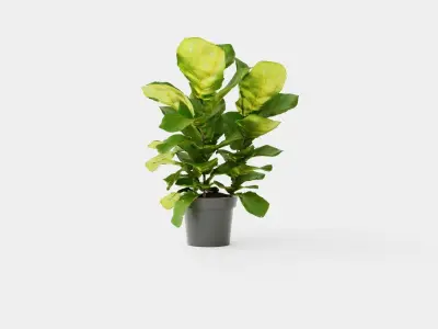 Ficus lyrate Low-poly 3D model