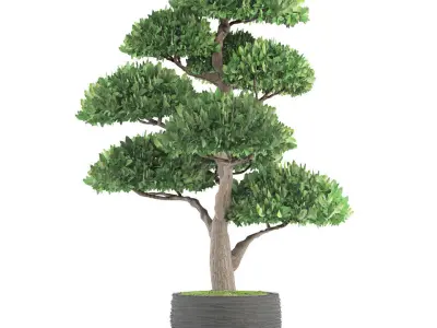 Bonsai tree 3D model