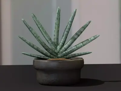 Indoor pot plant 3D model