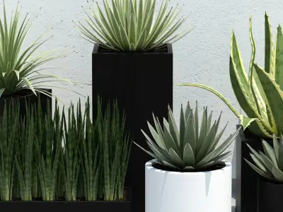 Plants collection 14 3D model