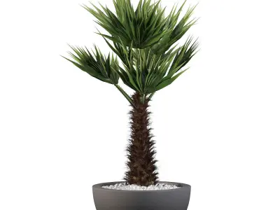 Plants collection 083 3D model