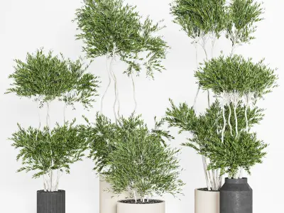 Collaction Indoor plant vol 44 3D model
