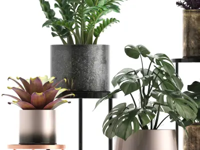 Collection of Exotic plants monsterra 342 3D model