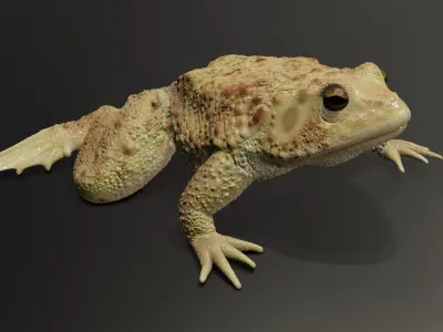Rigged Toad 3D model