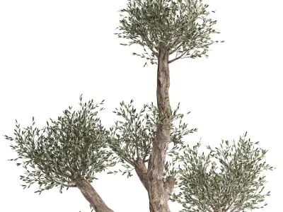 Olive tree in a rusty flowerpot for the interior 990 3D model