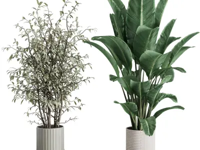 indoor plant set 372 plant ficus rubbery tree palm Low-poly 3D model