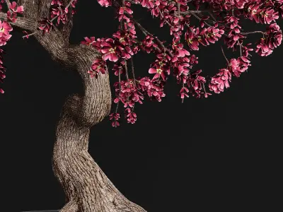 Bonsai plant 3D model
