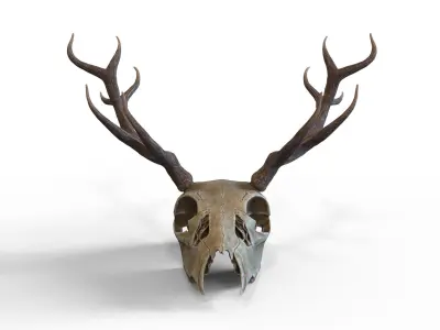 Deer skull with horns Low-poly 3D model