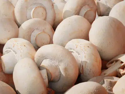 Set of 4 scanned low poly models of champignon mushrooms Low-poly 3D model