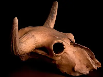 3D Real Bison Skull 3D Scan 3D model