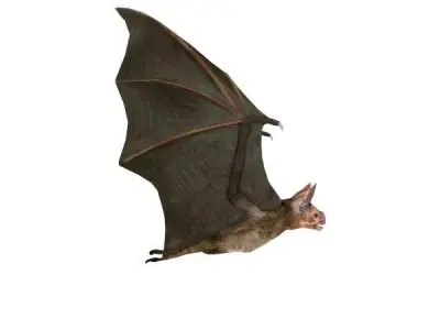 Vampire Bat Low-poly 3D model
