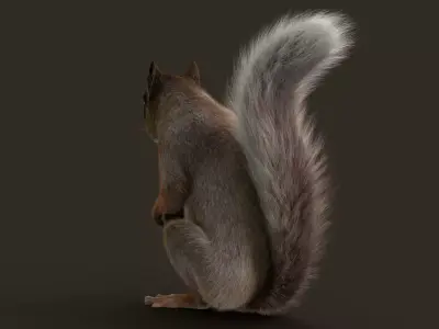 Brown Squirrel Fur Rigged 3D model