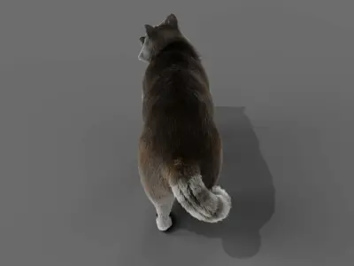 Fur Raccoon Grey NO Rigged in Blender Low-poly 3D model