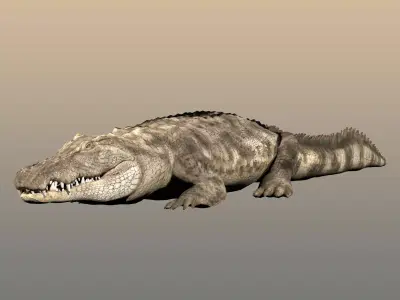 Crocodile Realistic Rigged 3D model