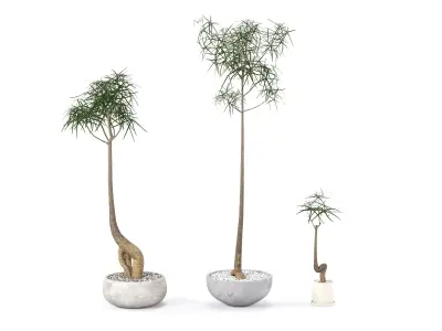 Plant Bottle Tree - Brachychiton Rupestris 3D model