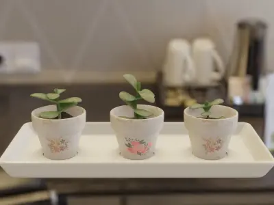 Plant Pot Set Low-poly 3D model