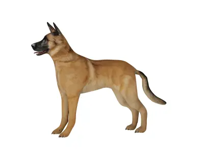 Belgian Malinois Dog Low-poly 3D model