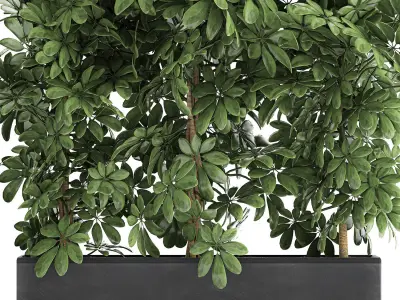 Decorative Schefflera in flowerpots 762 3D model