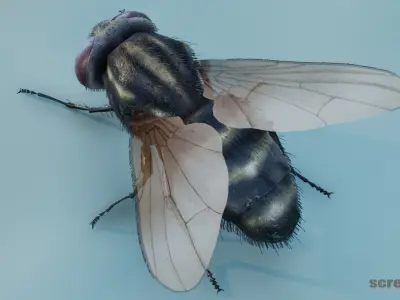 HouseFly ANIMATED UNREAL project  Maya base rig 3D model