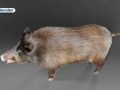 Fur Wild Boar V06 NO Rigged in Blender  Low-poly 3D model