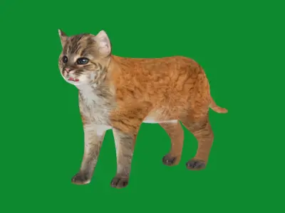 Asian Golden Kitten Cat Low-poly 3D model