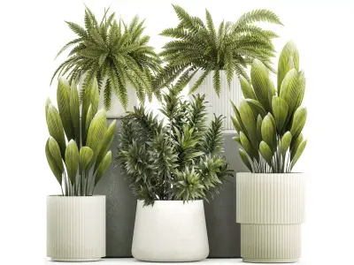 Set of beautiful fern and Dracaena plants in pots for interior  3D model