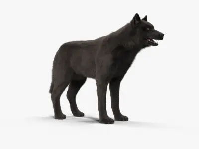 Wolf Black Low-poly 3D model