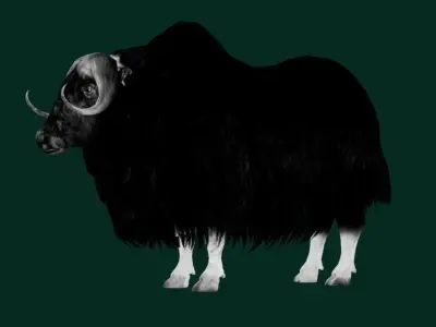 Musk Ox Animal Hoofed Mammal Low-poly 3D model