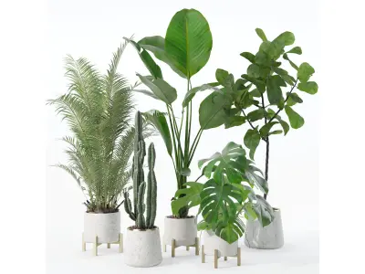 Plants collection 122 3D model