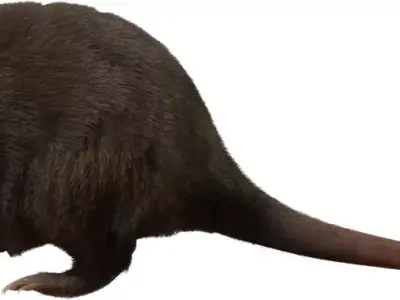 Realistic Rat Character  Low-poly 3D model