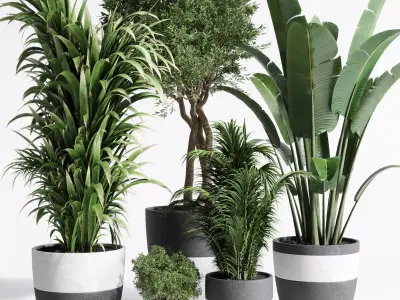 Indoor plant dirty concrete plants ravenala tree bush palm 3D model
