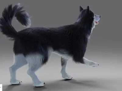 Fur Gray Wolf Rigged V01 in Blender  Low-poly 3D model
