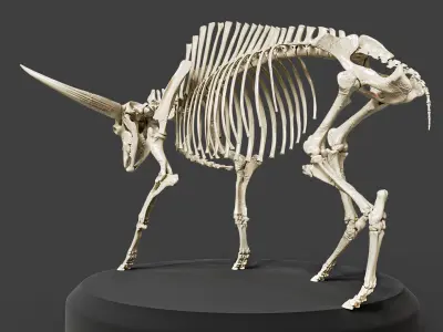 Bison Latifrons Skeleton 3D model