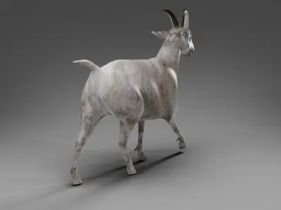 Goat 02 Rigged in Blender Low-poly 3D model