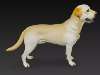 labrador Retriever Dog 3D Model 3D model