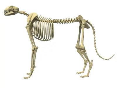Animal Skeleton 3D Models 3D model