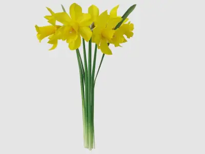 Vase and narcissus 3D model