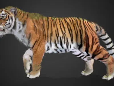 Tiger Realistic Animated 3D model