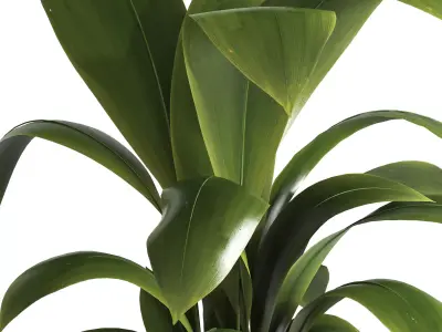 Indoor plant 041 3D model