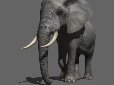 PRO Elephant Animated - 3d model 3D model