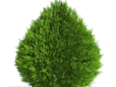 Thuja Shrub IV 3D model