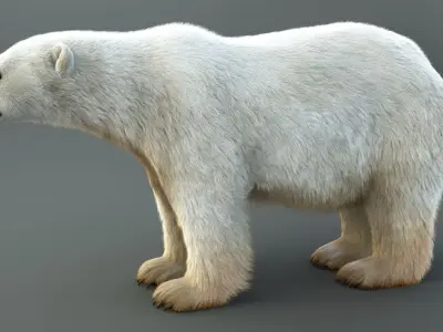 Polar Bear RIG XGEN CORE 3D model