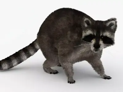 Animated Raccoon with MAYA XGEN Fur Low-poly 3D model