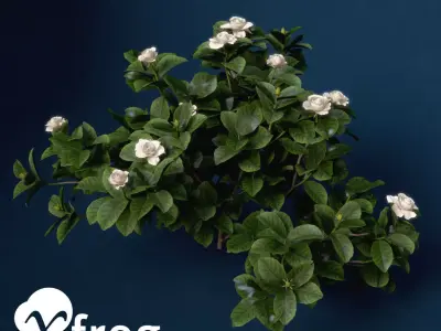 XfrogPlants Gardenia 3D model