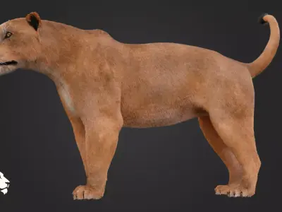 Lioness 3D model