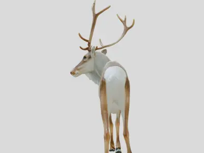 Majestic Deer 3D Model with Antler Details Low-poly 3D model